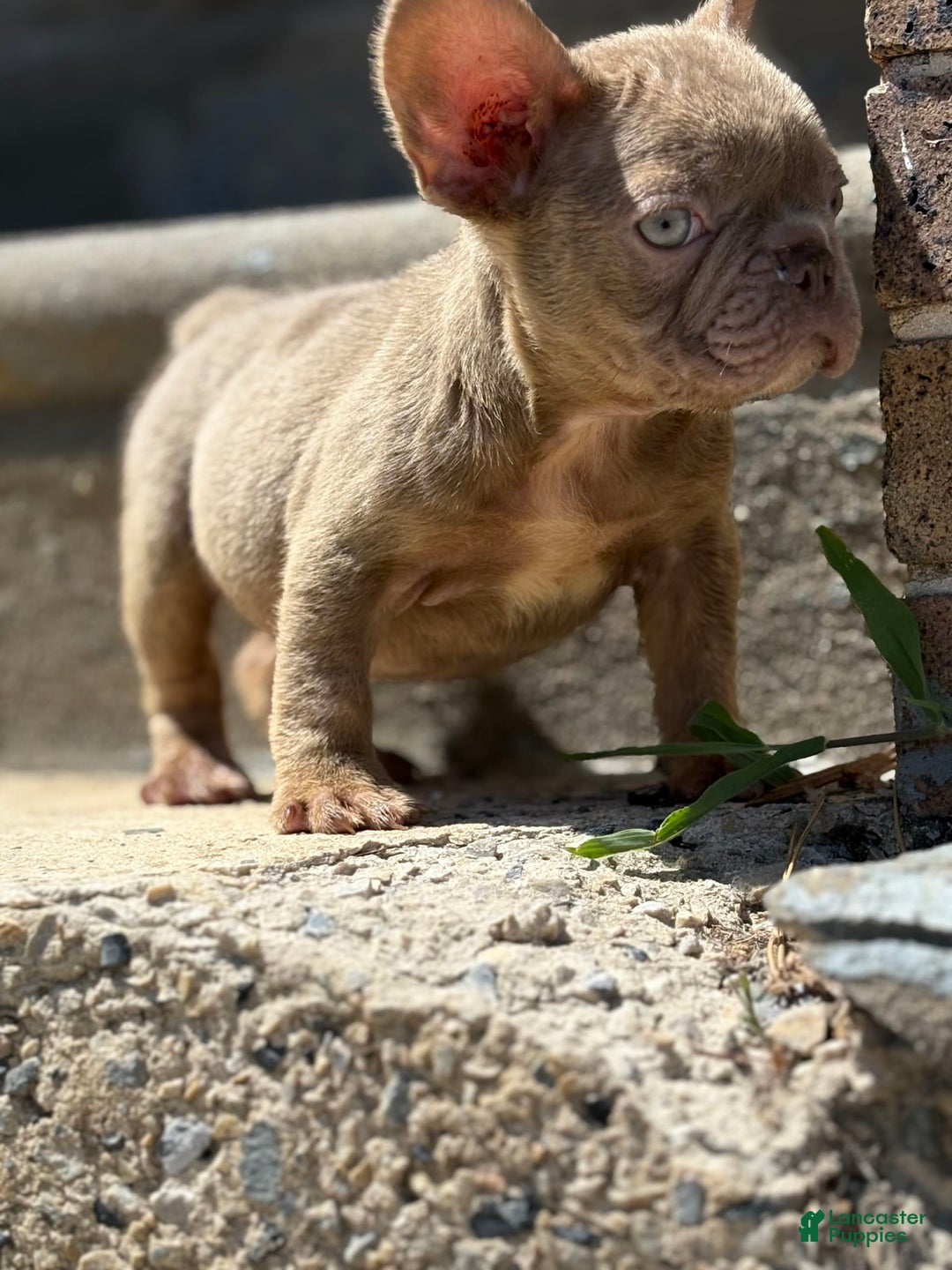 French Bulldog dogs for sale: Crisean Boy 1 - Image 4