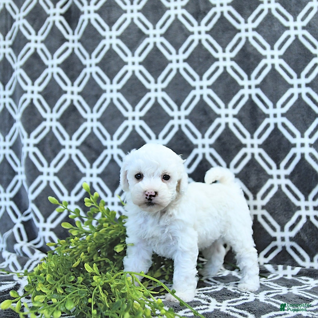 Mini Goldendoodle dogs for sale: Sophie - Image 14