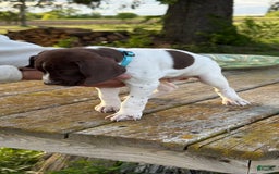 German Shorthaired Pointer dogs for sale: Teal - Image 4
