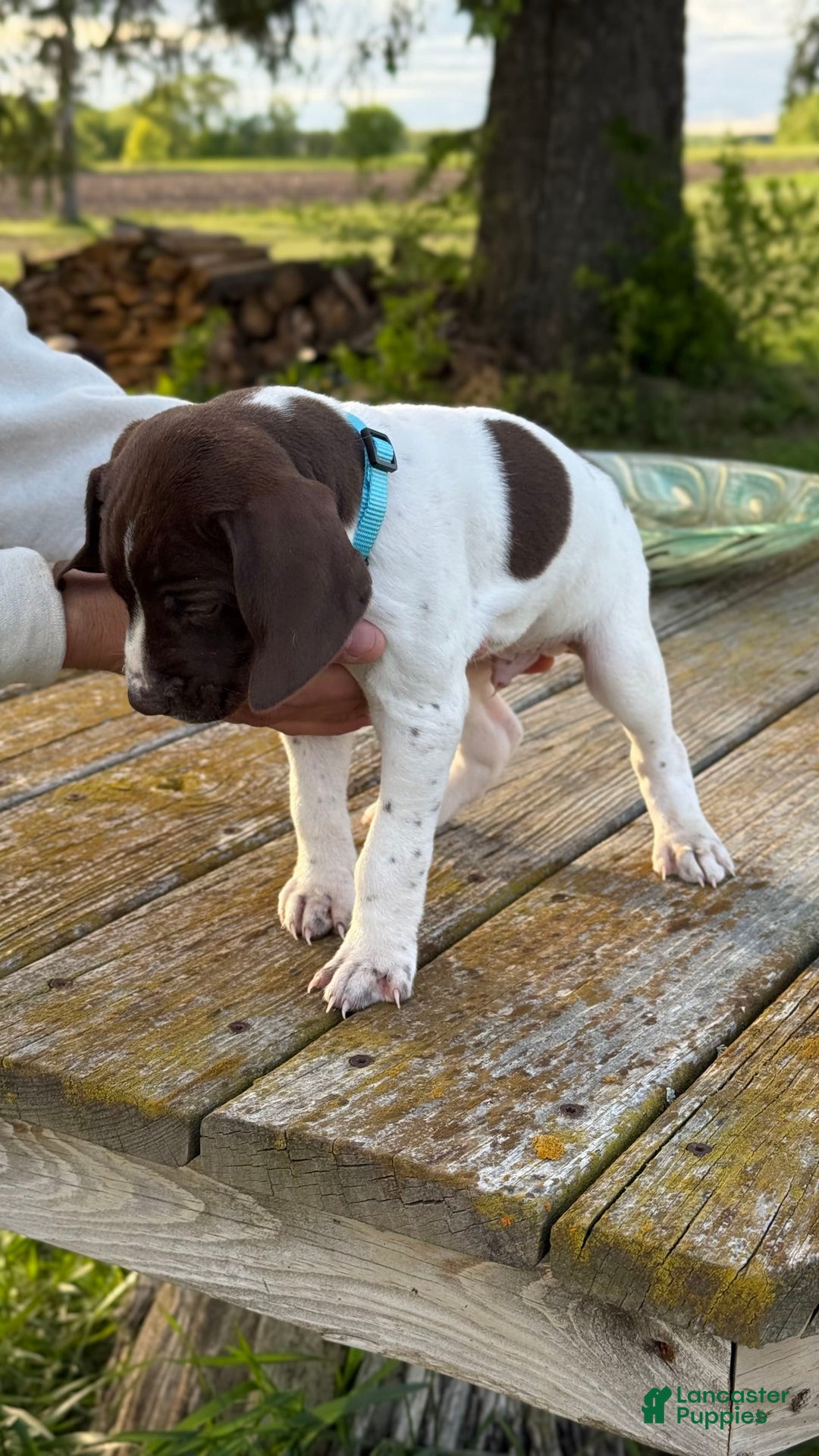 German Shorthaired Pointer dogs for sale: Teal - Image 4
