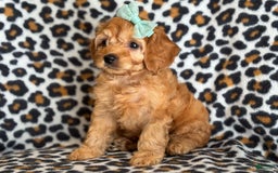 Cockapoo dogs for sale: Bella - Image 2
