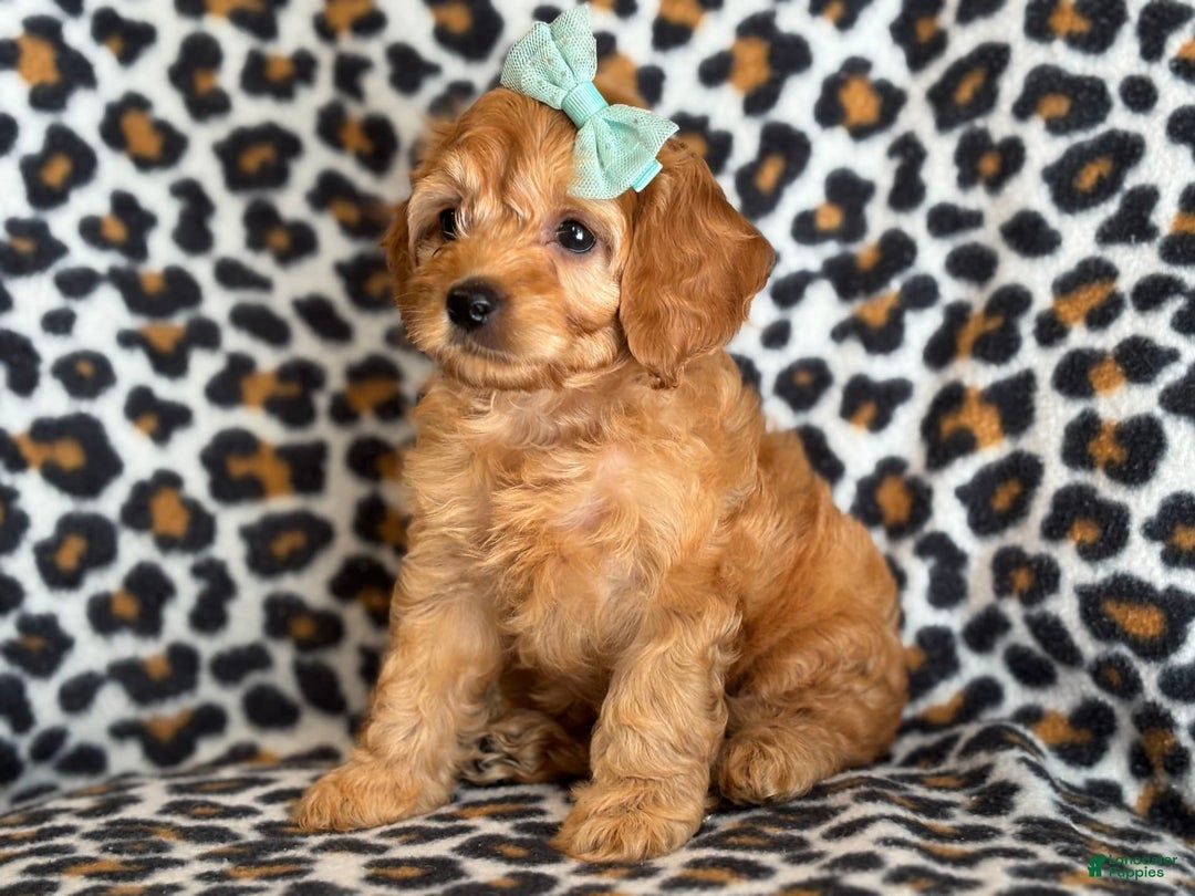 Cockapoo dogs for sale: Bella - Image 2