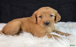 Goldendoodle dogs for sale: Robyn - Image 8