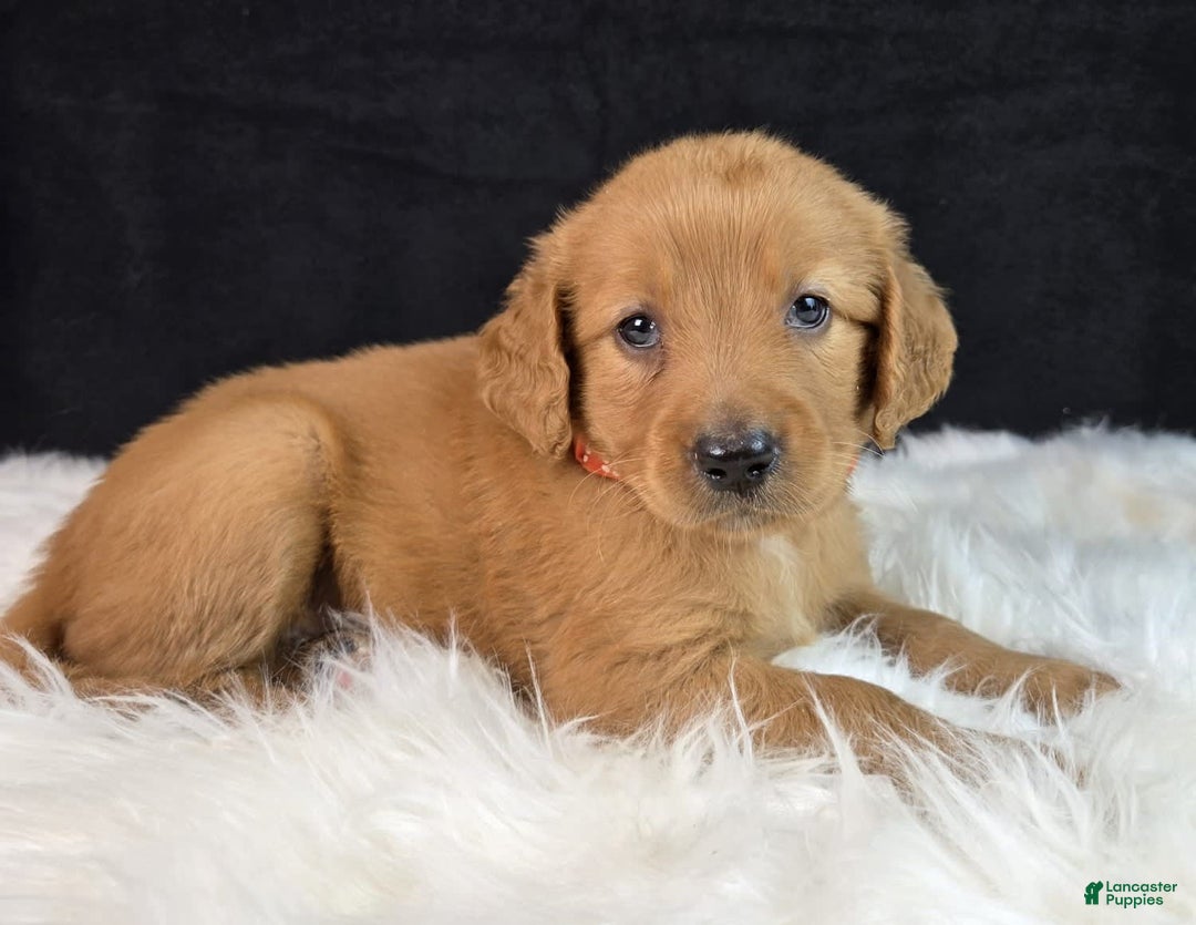 Goldendoodle dogs for sale: Robyn - Image 8