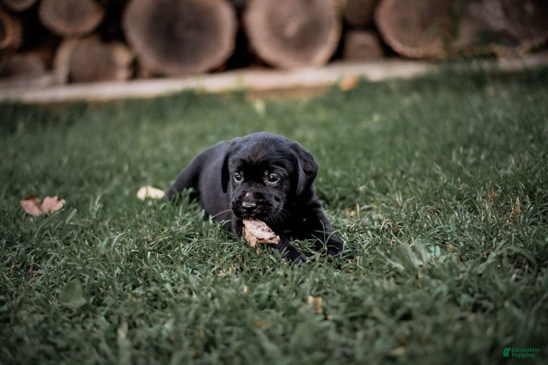 Goldador dogs for sale: Blue - Image 5