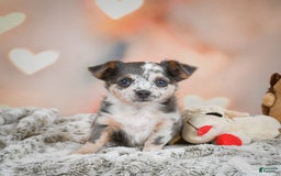 Chihuahua dogs for sale: Callie - Image 1