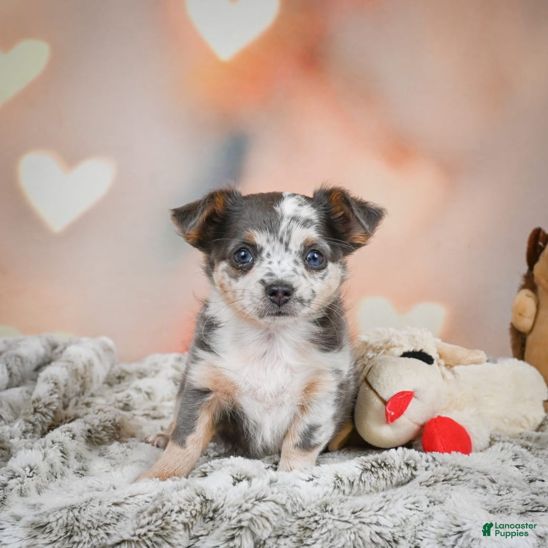 Chihuahua dogs for sale: Callie - Image 1