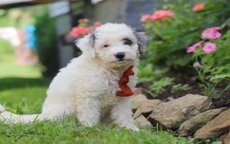 Mini Aussiedoodle dogs for sale: Diamond - Image 5