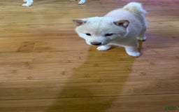 Shiba Inu dogs for sale: Jodi - Image 6