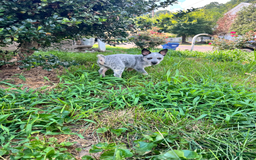 Australian Cattle Dog dogs for sale: Two - Image 3