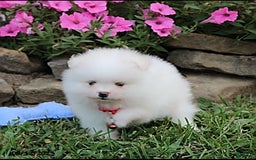 Pomeranian dogs for sale: Kaden - Image 14