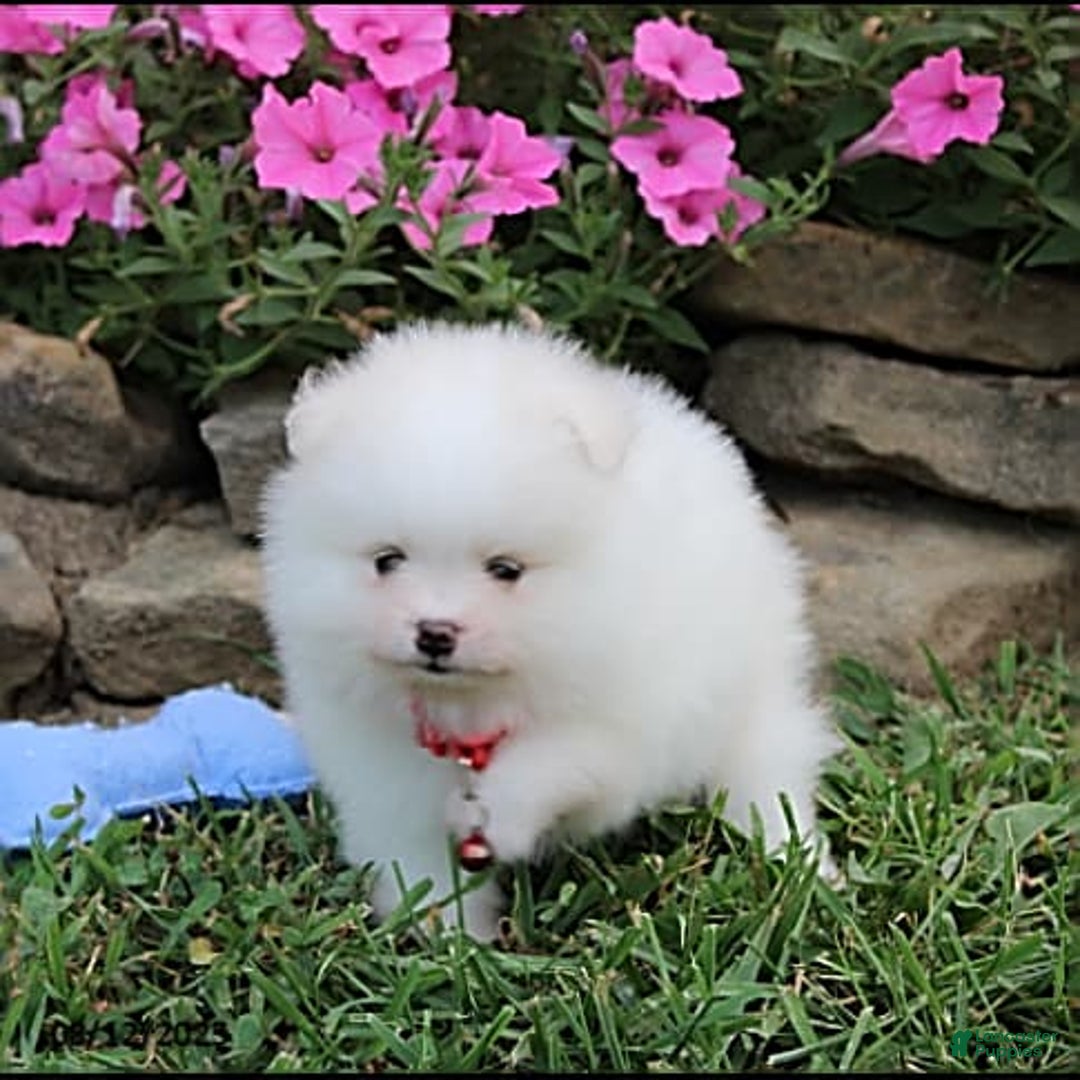 Pomeranian dogs for sale: Kaden - Image 14
