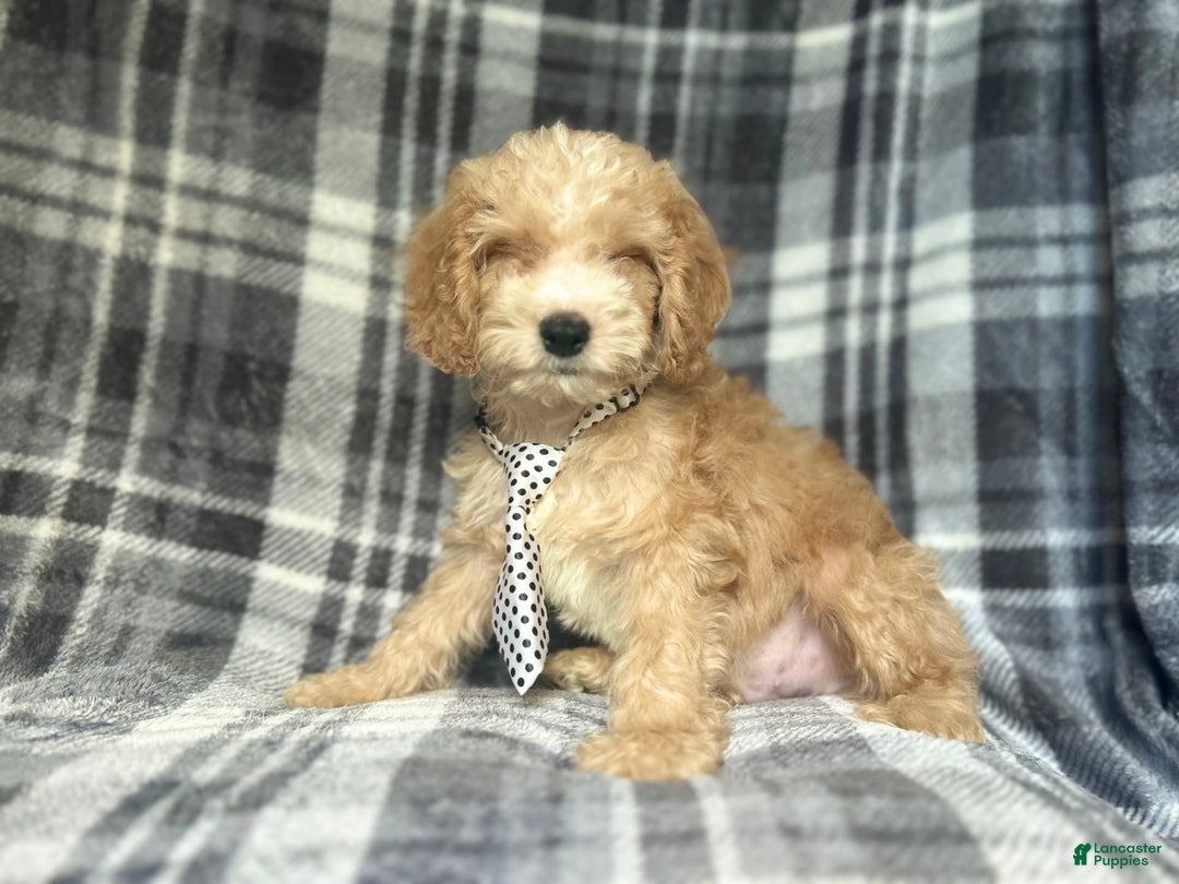 Cockapoo dogs for sale: Kam - Image 2
