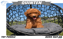 Toy Poodle dogs for sale: Quinten - Image 9