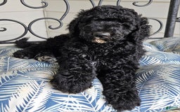 Standard Poodle dogs for sale: Archer - Image 2