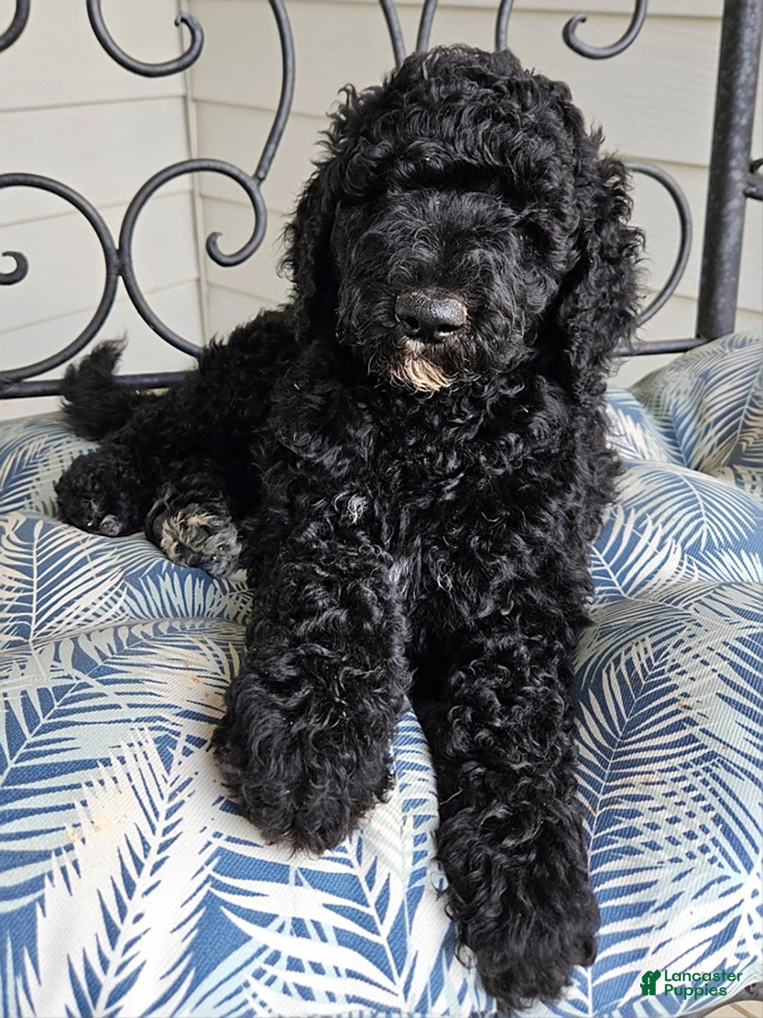 Standard Poodle dogs for sale: Archer - Image 2