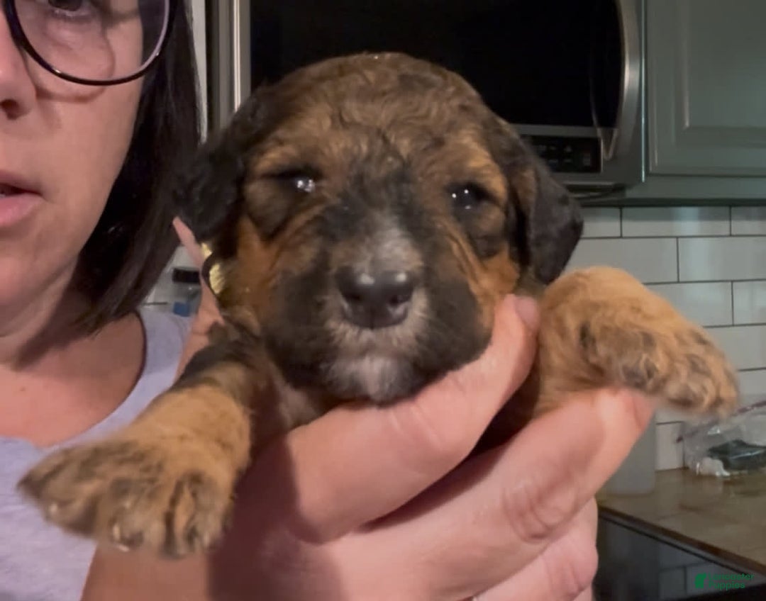 Bernedoodle dogs for sale: Yellow Collar Girl - Image 2