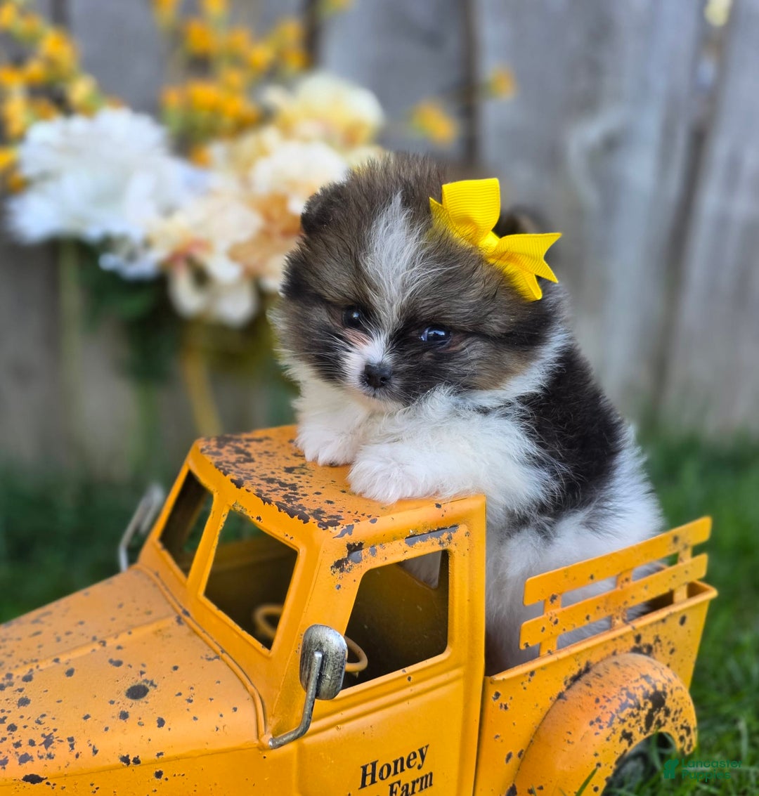 Pomeranian dogs for sale: Nirvana - Image 32