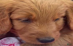 Goldendoodle dogs for sale: Coolidge - Image 3