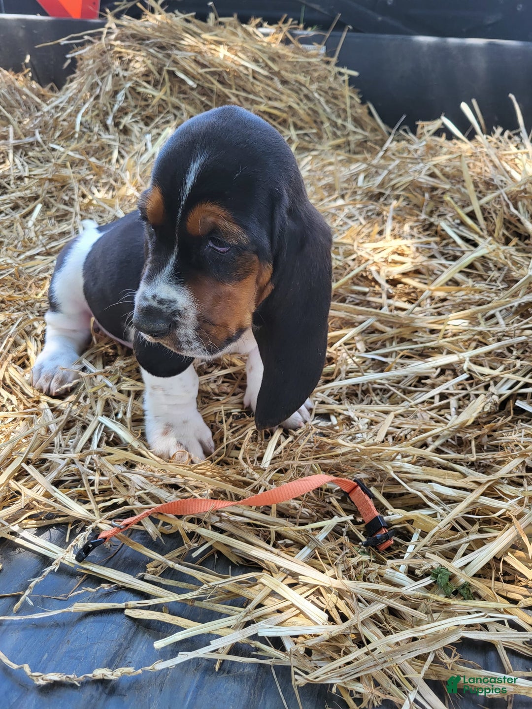 Basset Hound dogs for sale: Charlie - Image 4