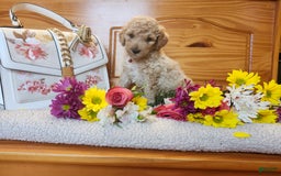 Standard Poodle dogs for sale: Bubbles - Image 2