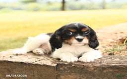 Cavalier King Charles Spaniel dogs for sale: Domino - Image 4