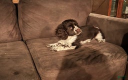 Cocker Spaniel dogs for sale: Cappuccino. - Image 4