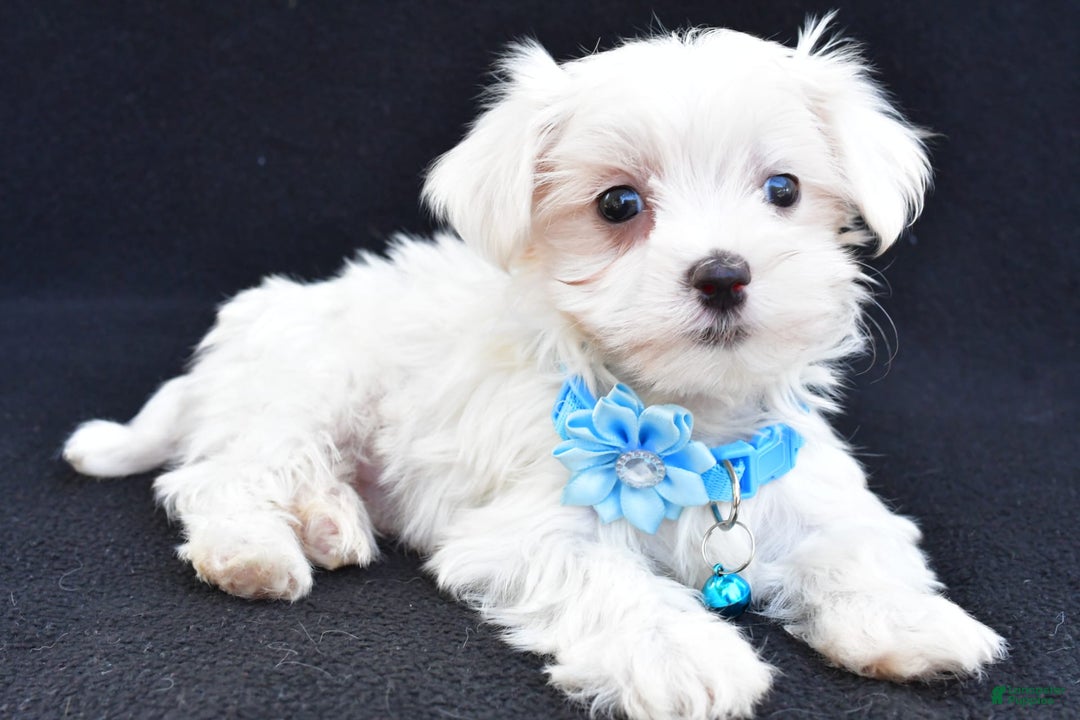 Maltese dogs for sale: Arianna - Image 5