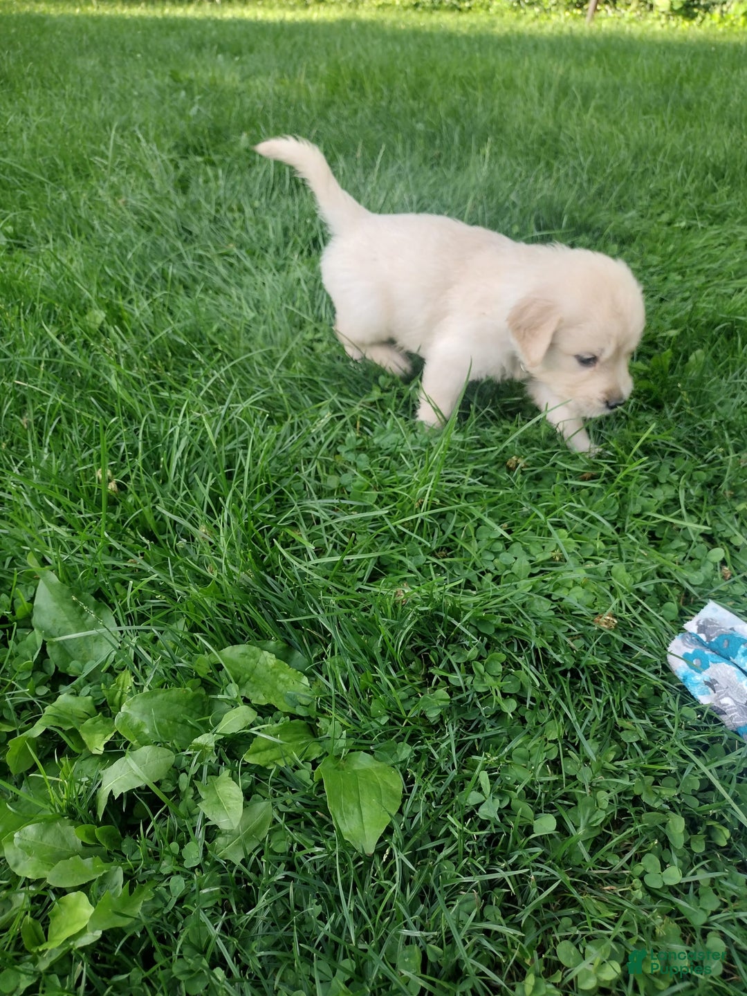 Golden Retriever dogs for sale: Picasso - Image 27