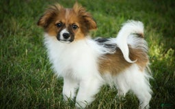 Papillon dogs for sale: Rome - Image 22