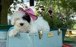 Toy Poodle dogs for sale: Doughy - Image 7