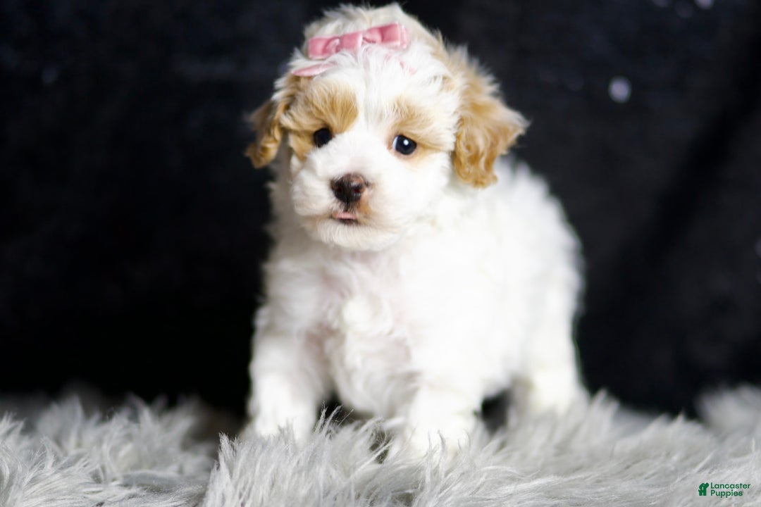 Maltipoo dogs for sale: May - Image 4