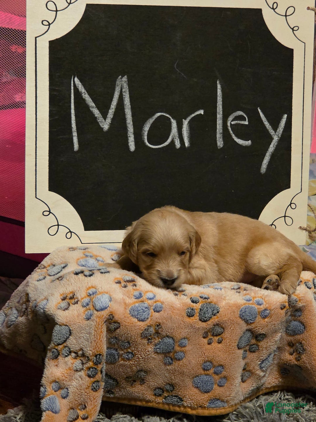 Goldendoodle dogs for sale: Marley - Image 1
