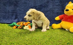 Catahoula Leopard Dog dogs for sale: Tess 2025 Male 3 - Image 4