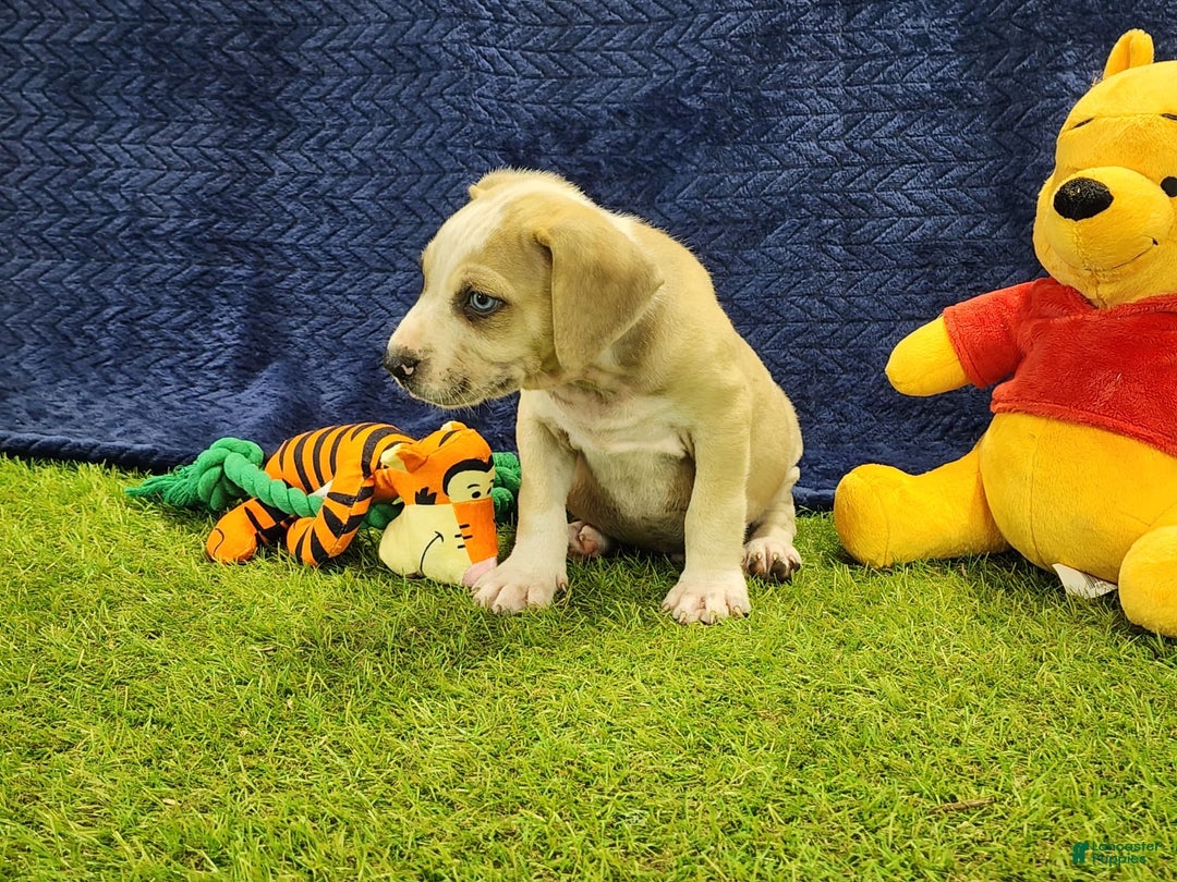 Catahoula Leopard Dog dogs for sale: Tess 2025 Male 3 - Image 4