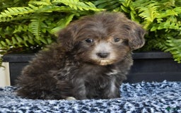 Havapoo dogs for sale: Mayor - Image 2