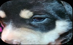 Border Collie dogs for sale: Nicky - Image 5