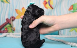 Mini Bernedoodle dogs for sale: Mini Bernedoodle 6 puppies - Image 22