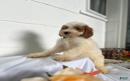 Goldendoodle dogs for sale: To Be Determined By New Parents - Image 1