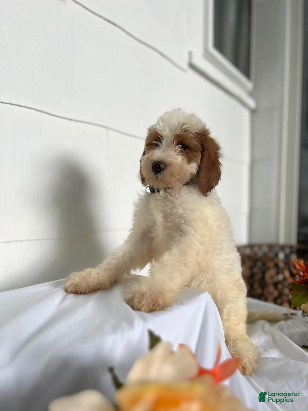 Goldendoodle dogs for sale: To Be Determined By New Parents - Image 1