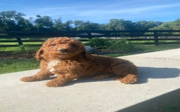 Mini Goldendoodle dogs for sale: Dexter - Image 6