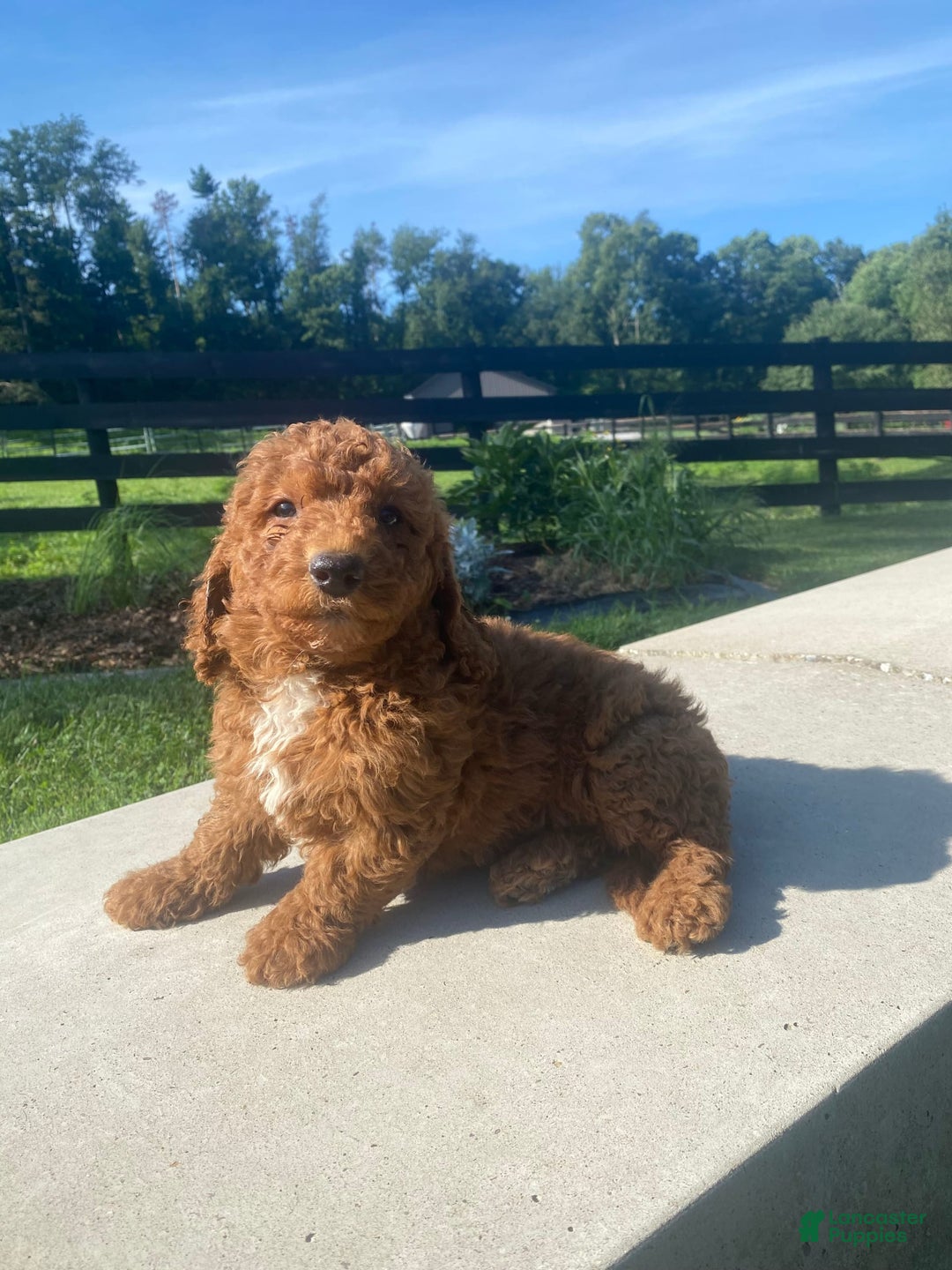Mini Goldendoodle dogs for sale: Dexter - Image 6