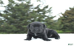 Cane Corso dogs for sale: Cali - Image 15