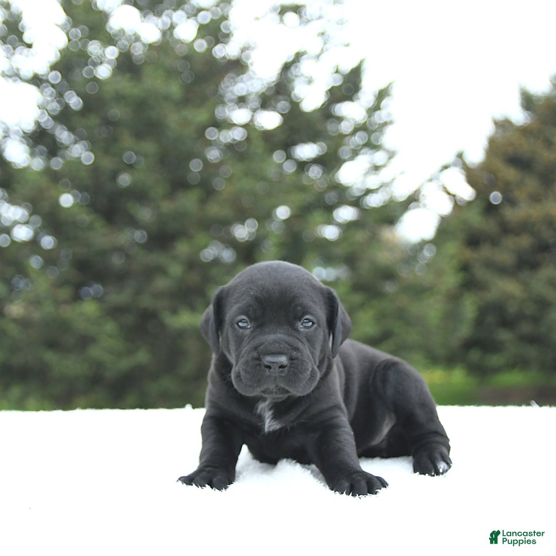 Cane Corso dogs for sale: Cali - Image 15