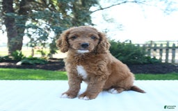 Mini Goldendoodle dogs for sale: Clementine - Image 1