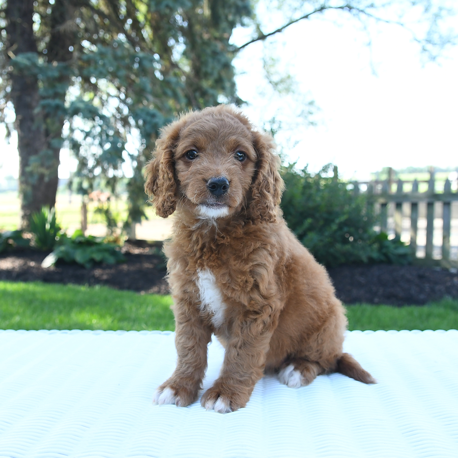 Mini Goldendoodle dogs for sale - Ad 2