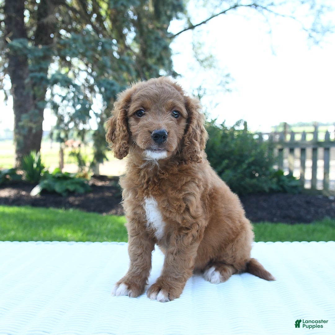 Mini Goldendoodle dogs for sale: Clementine - Image 1
