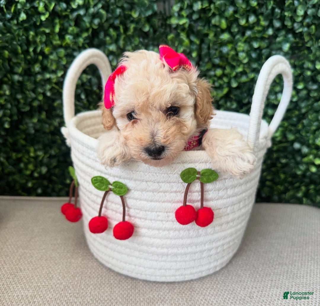 Toy Poodle dogs for sale: Nala - Image 1