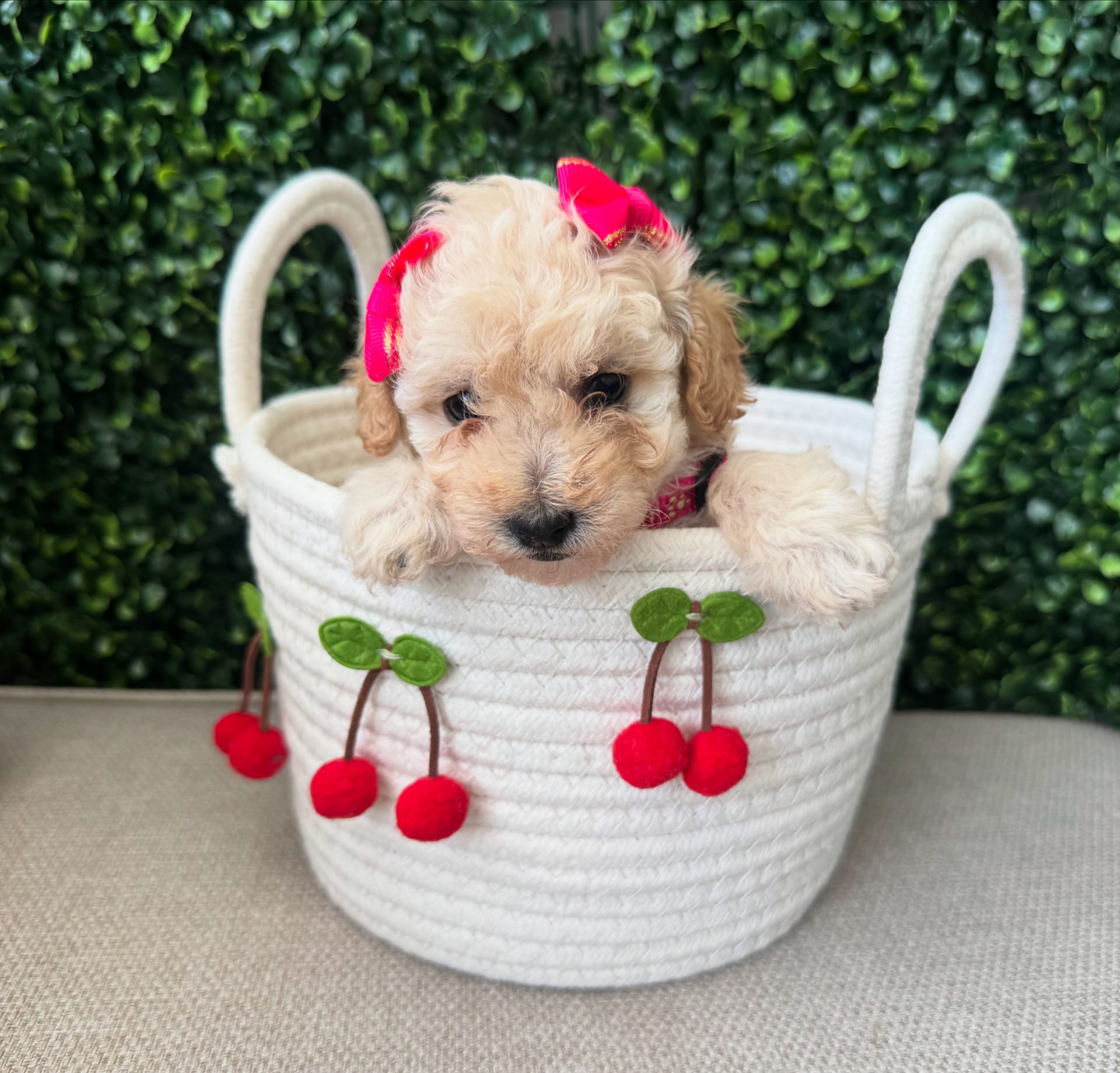 Toy Poodle dogs for sale - Ad 1