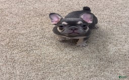 French Bulldog dogs for sale: Sunny - Image 1